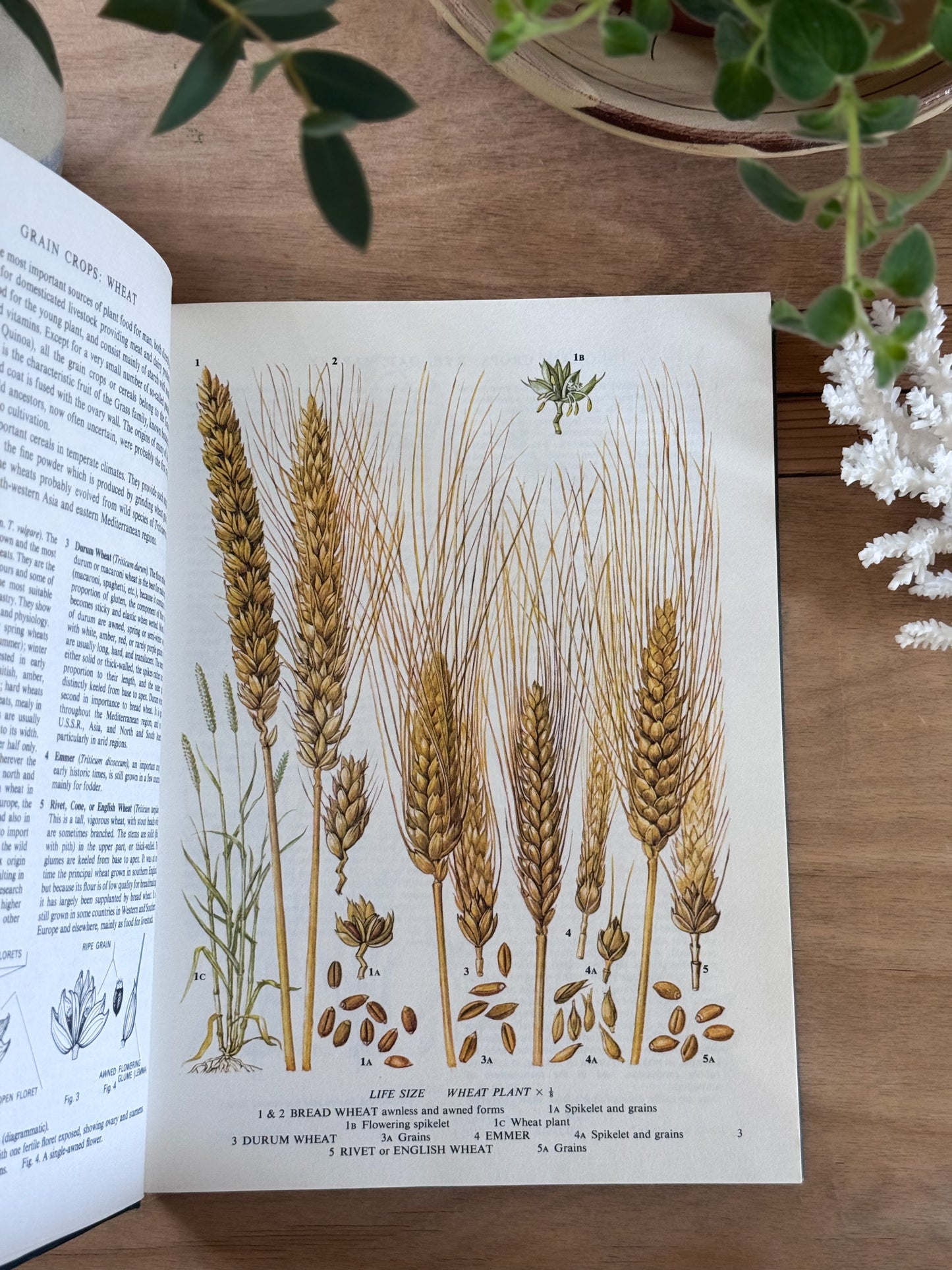 The Illustrated Book of Food Plants - S.G Harrison, Peerage Books, 1985