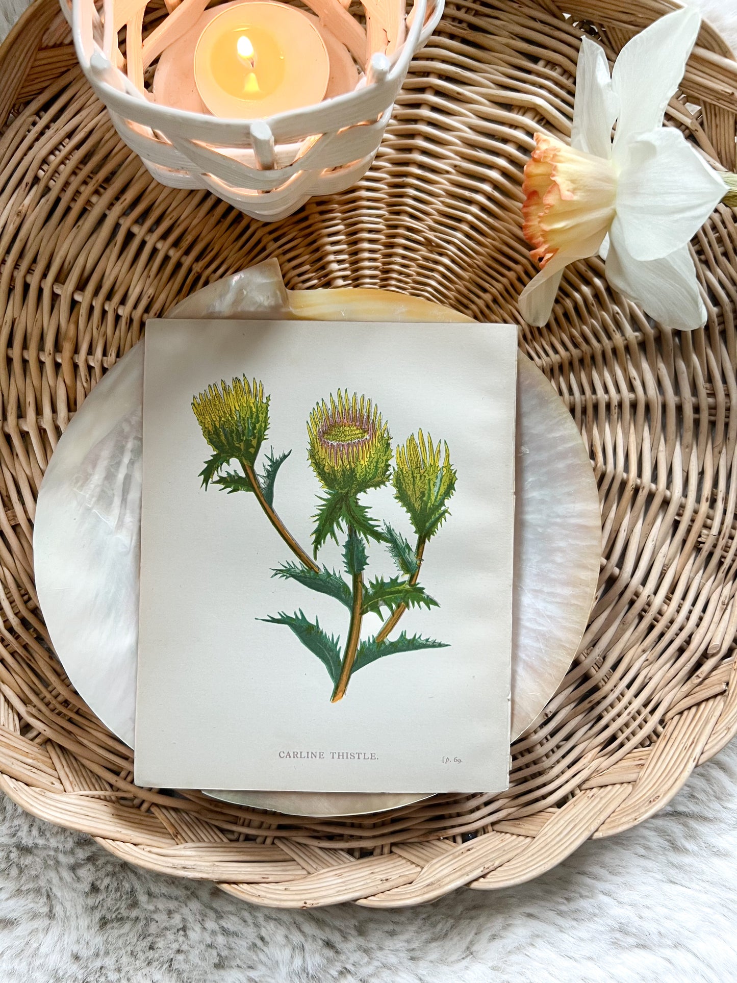 Antique Botanical Wild Flower Prints