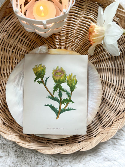 Antique Botanical Wild Flower Prints