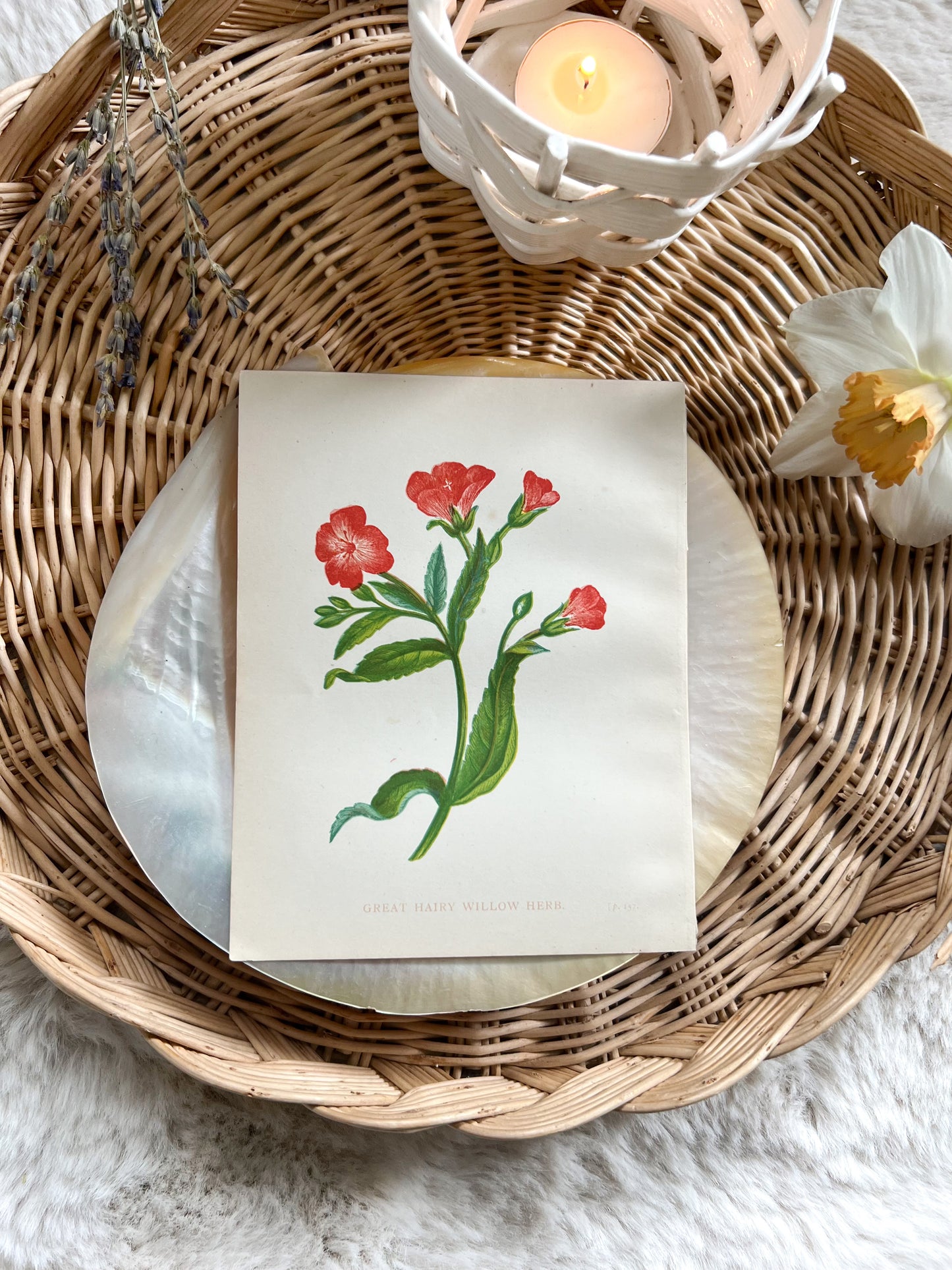 Antique Botanical Wild Flower Prints