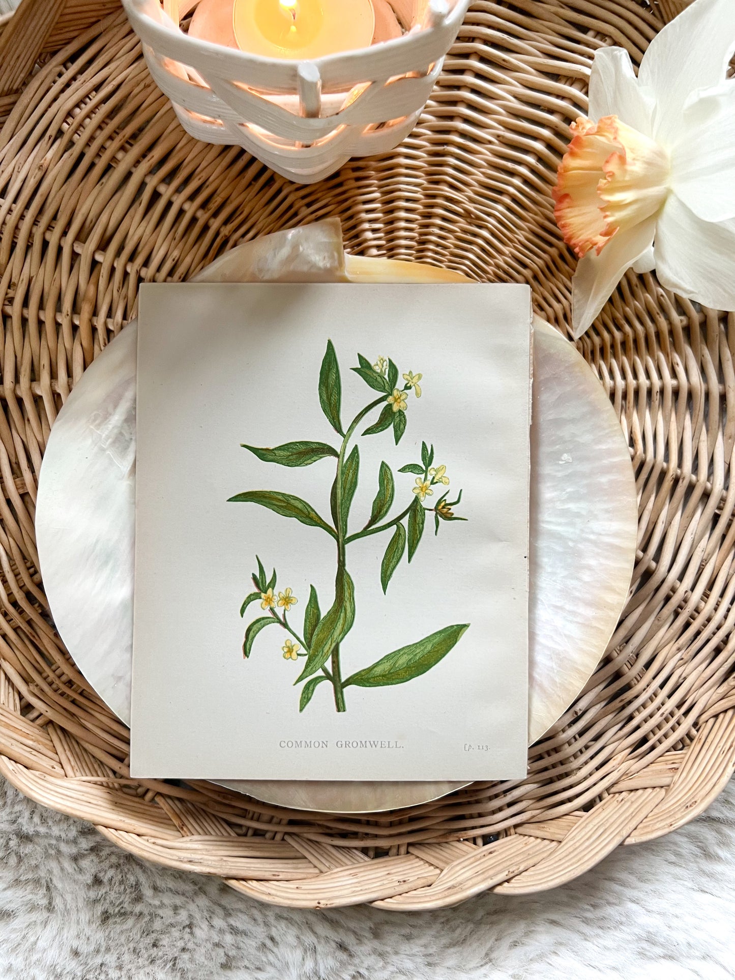 Antique Botanical Wild Flower Prints