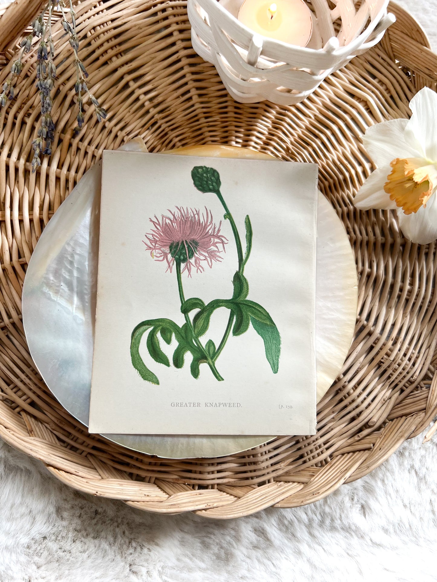 Antique Botanical Wild Flower Prints