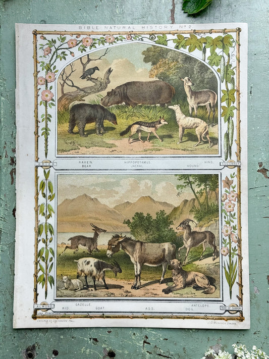 Antique Book Print Bible Natural History No.2,  J.G Murdoch, London