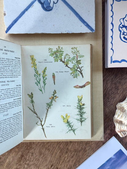 A Flower Book for the Pocket by Macgregor Skene, 1944