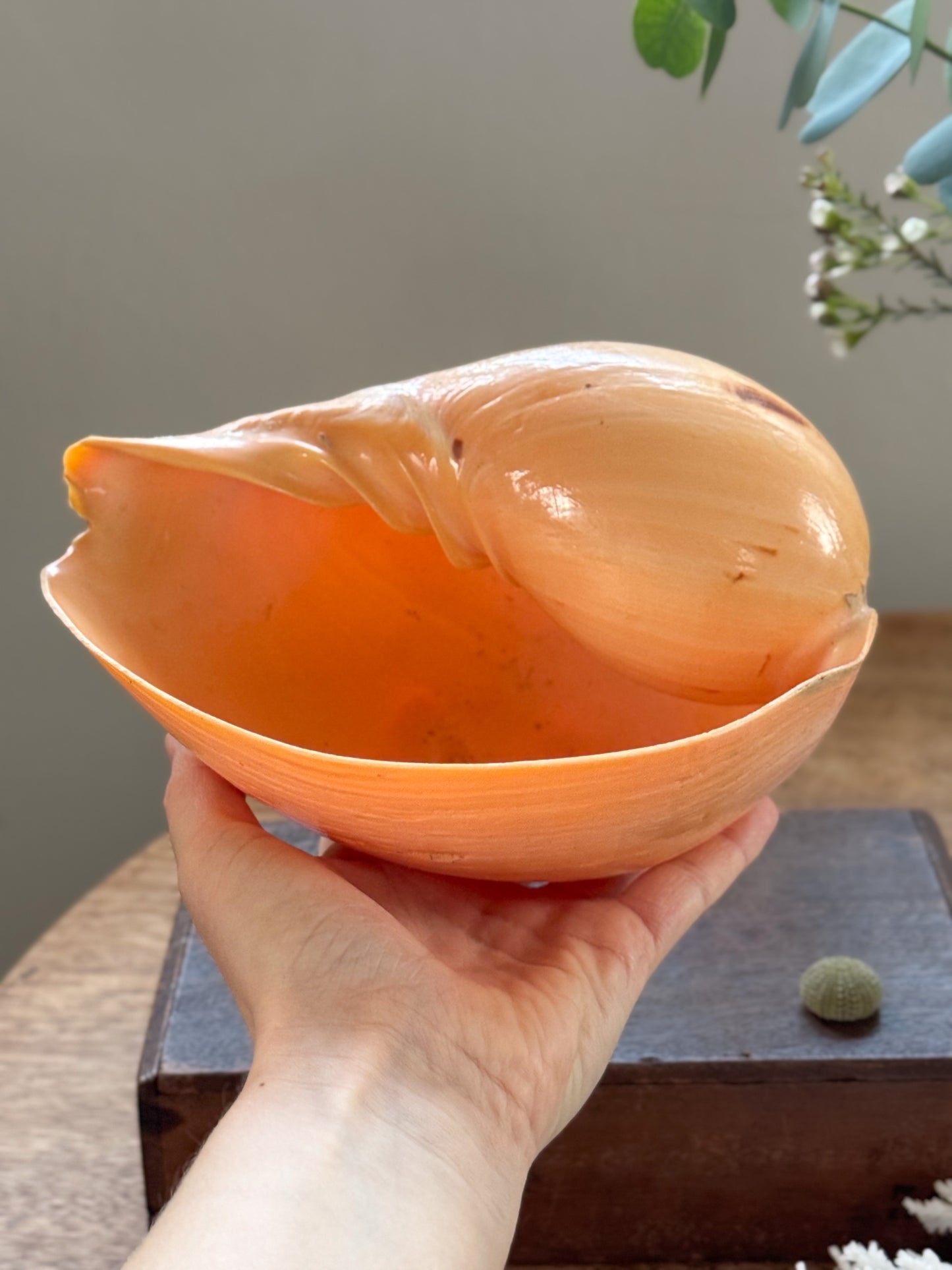 Large Peach Coloured Melo Amphora (Melon Shell) - Natural Specimen
