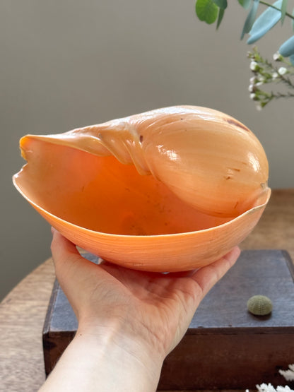 Large Peach Coloured Melo Amphora (Melon Shell) - Natural Specimen