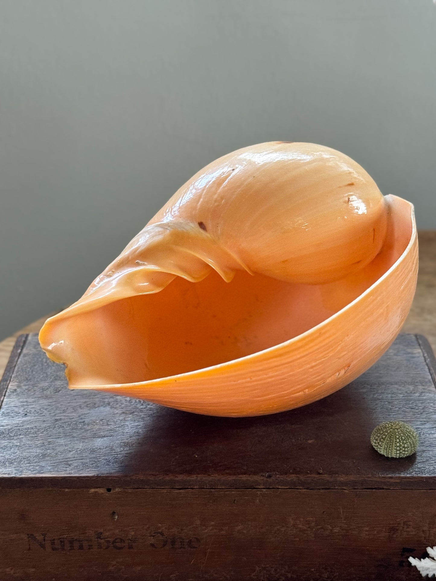 Large Peach Coloured Melo Amphora (Melon Shell) - Natural Specimen