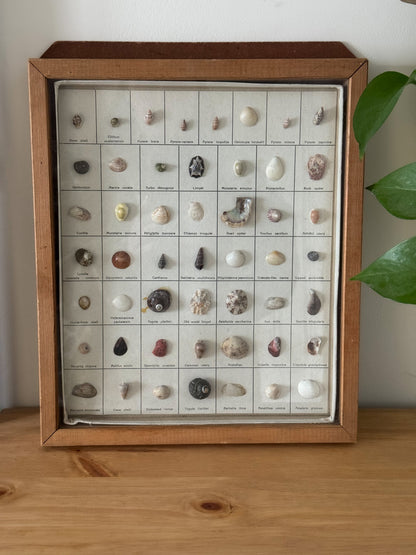 Vintage Shell Gallery - Sea Shell Collection in Wooden Frame