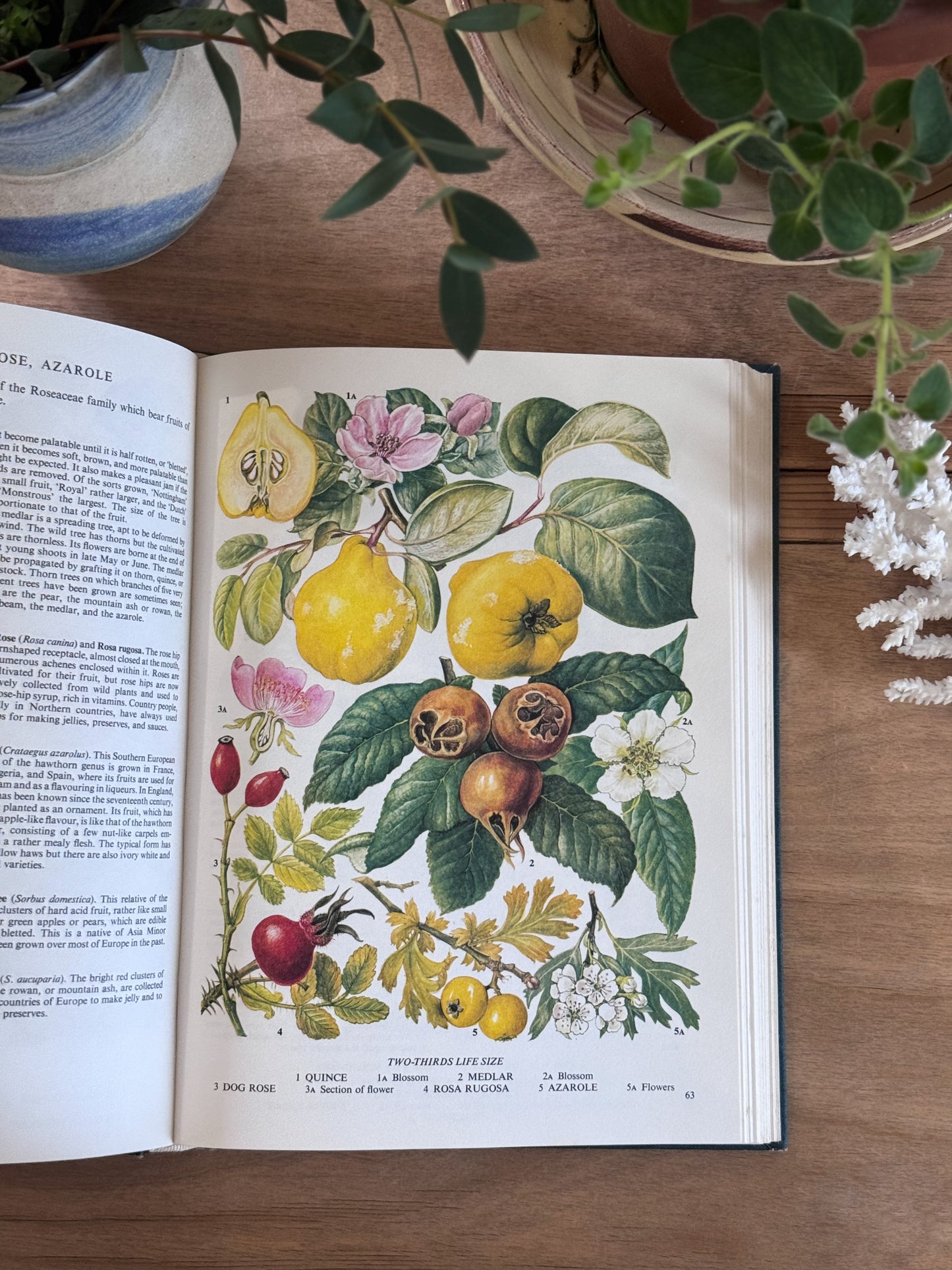 The Illustrated Book of Food Plants - S.G Harrison, Peerage Books, 1985