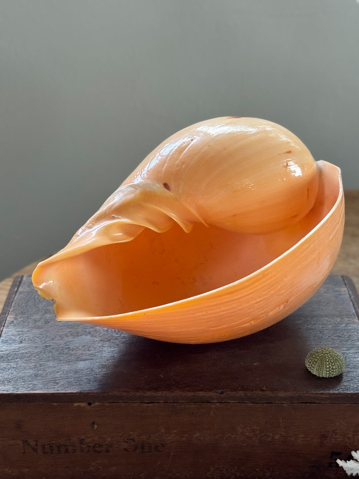 Large Peach Coloured Melo Amphora (Melon Shell) - Natural Specimen