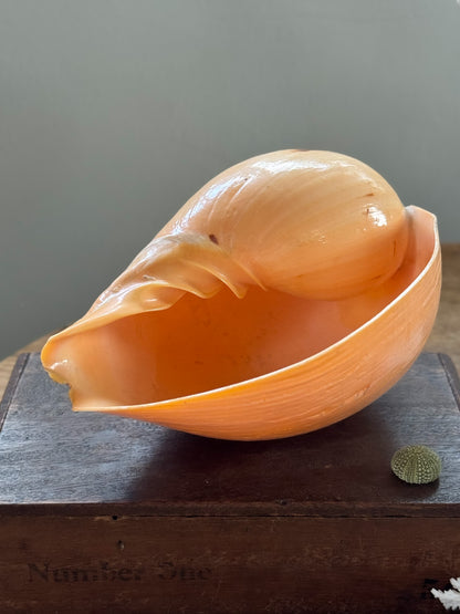 Large Peach Coloured Melo Amphora (Melon Shell) - Natural Specimen