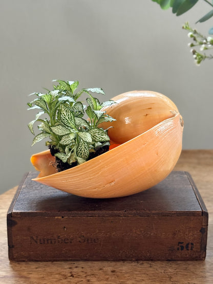 Large Peach Coloured Melo Amphora (Melon Shell) - Natural Specimen