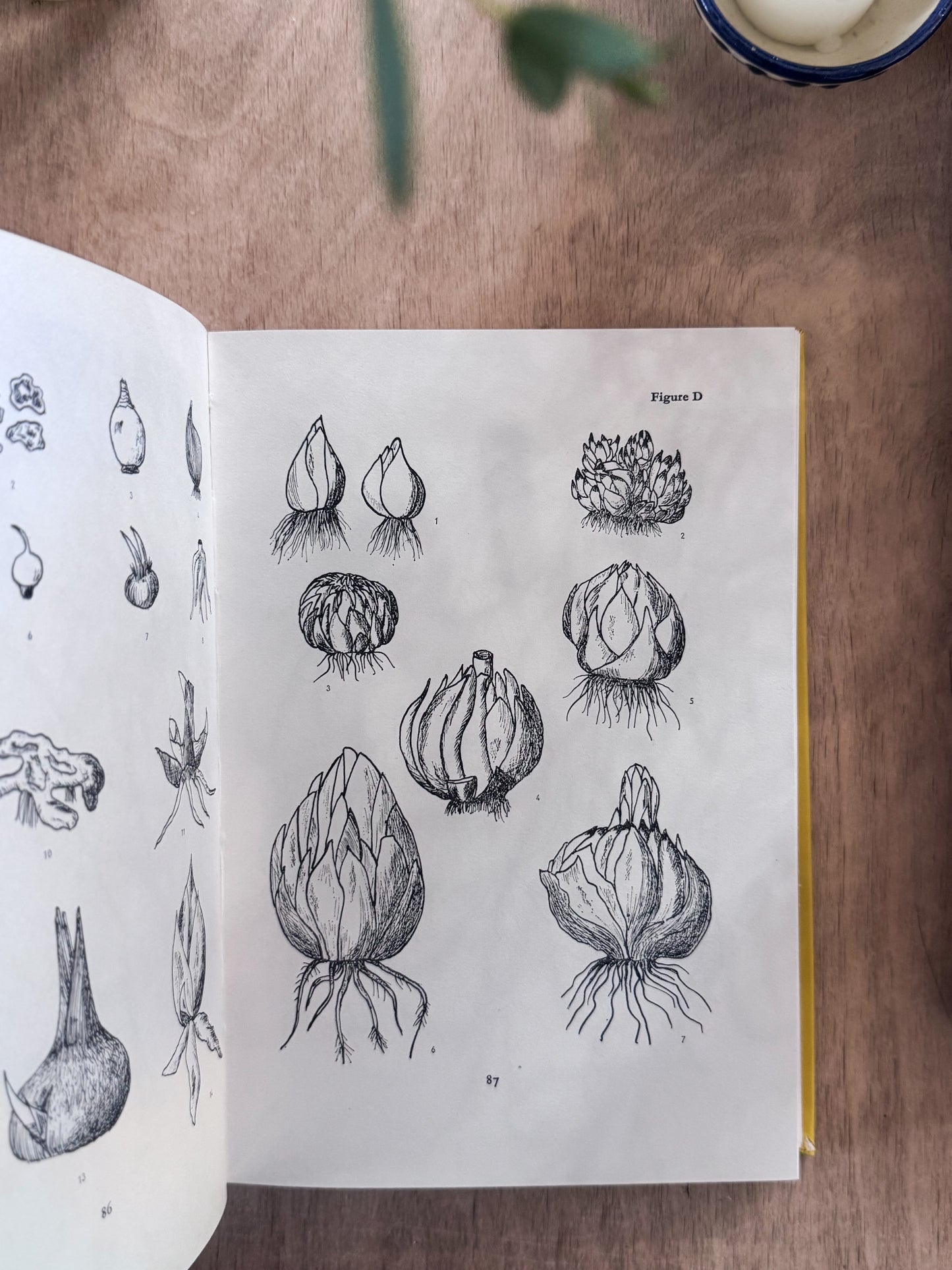 The Bulb Book, Paul Schauenberg, 1965