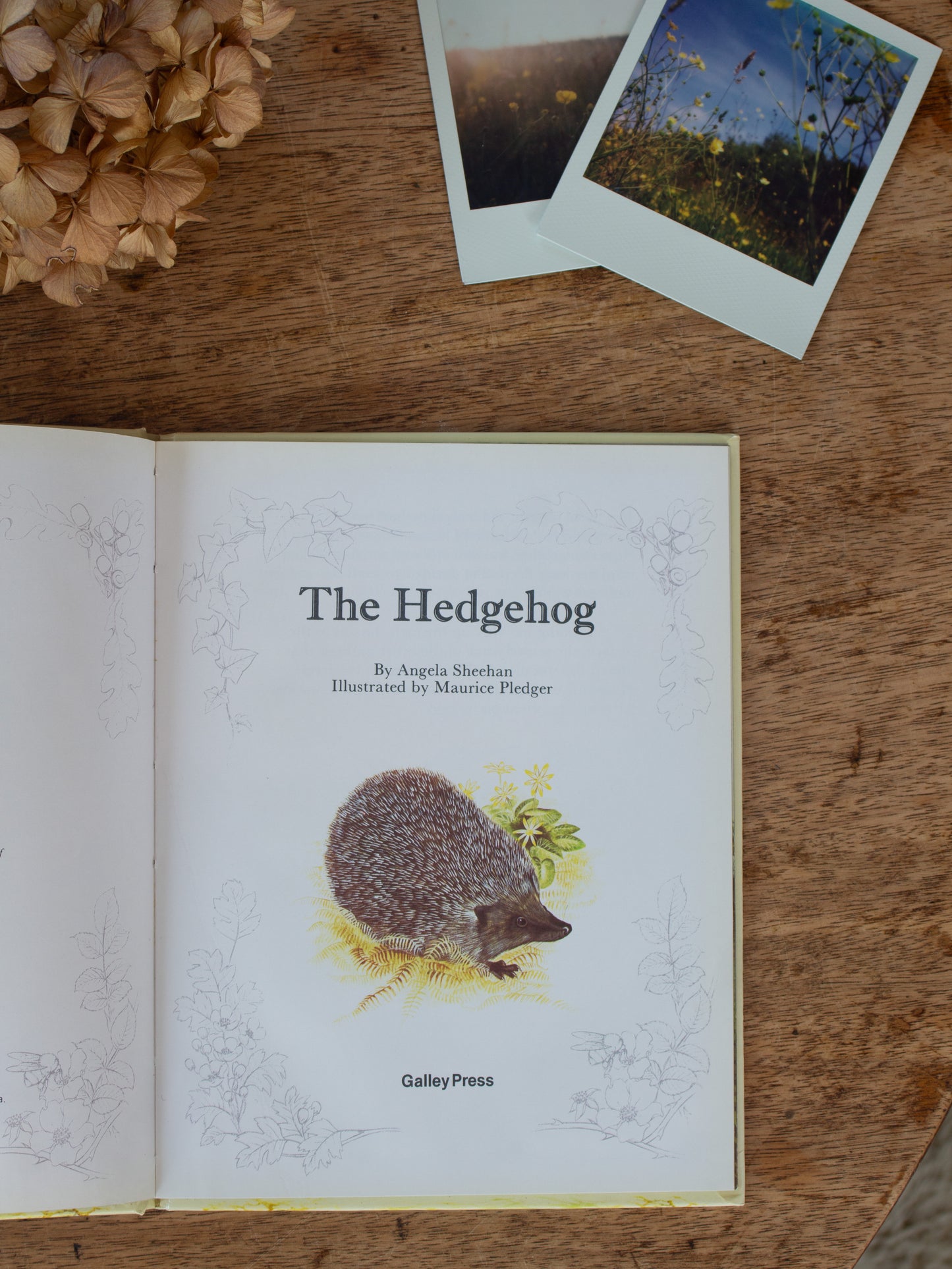The Hedgehog, Angela Sheehan & Maurice Pledger, 1982, Eye-View Library