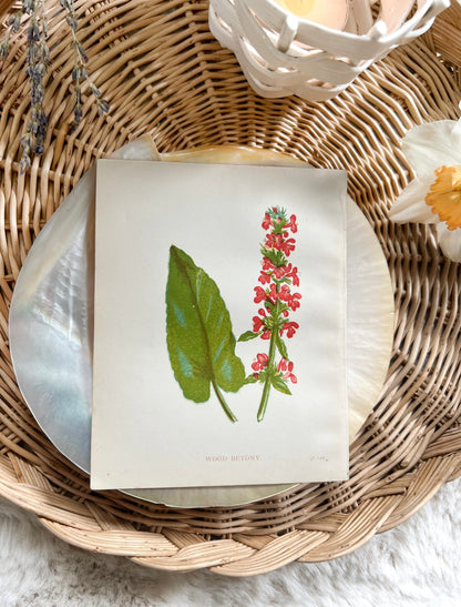 Antique Botanical Wild Flower Prints