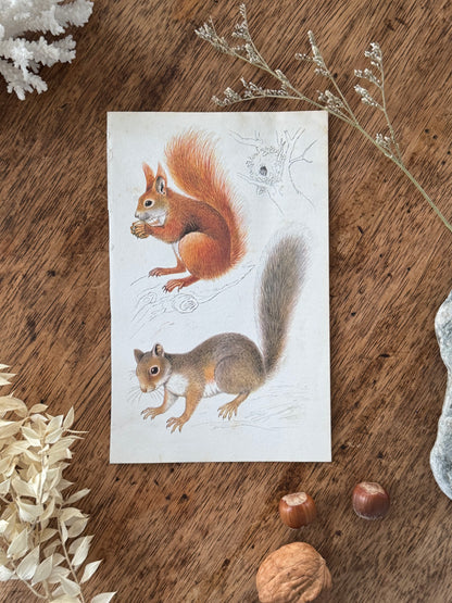Vintage Animal Book Prints (Multiple Options)