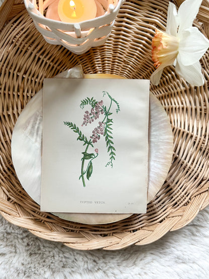 Antique Botanical Wild Flower Prints