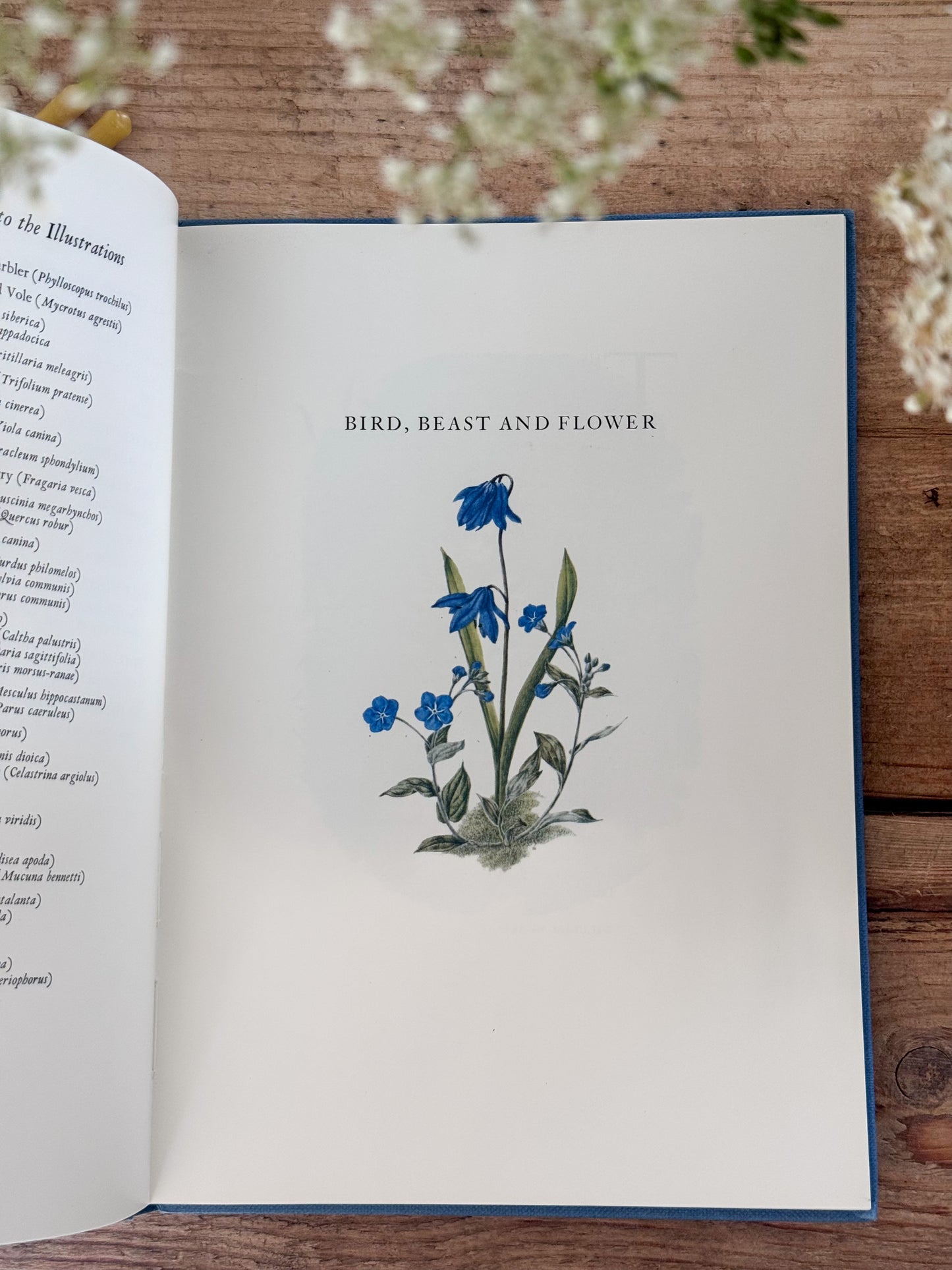 Bird, Beast & Flower by Marie Angel & Ian Parsons | Vintage Illustrated Poetry Book, 1982