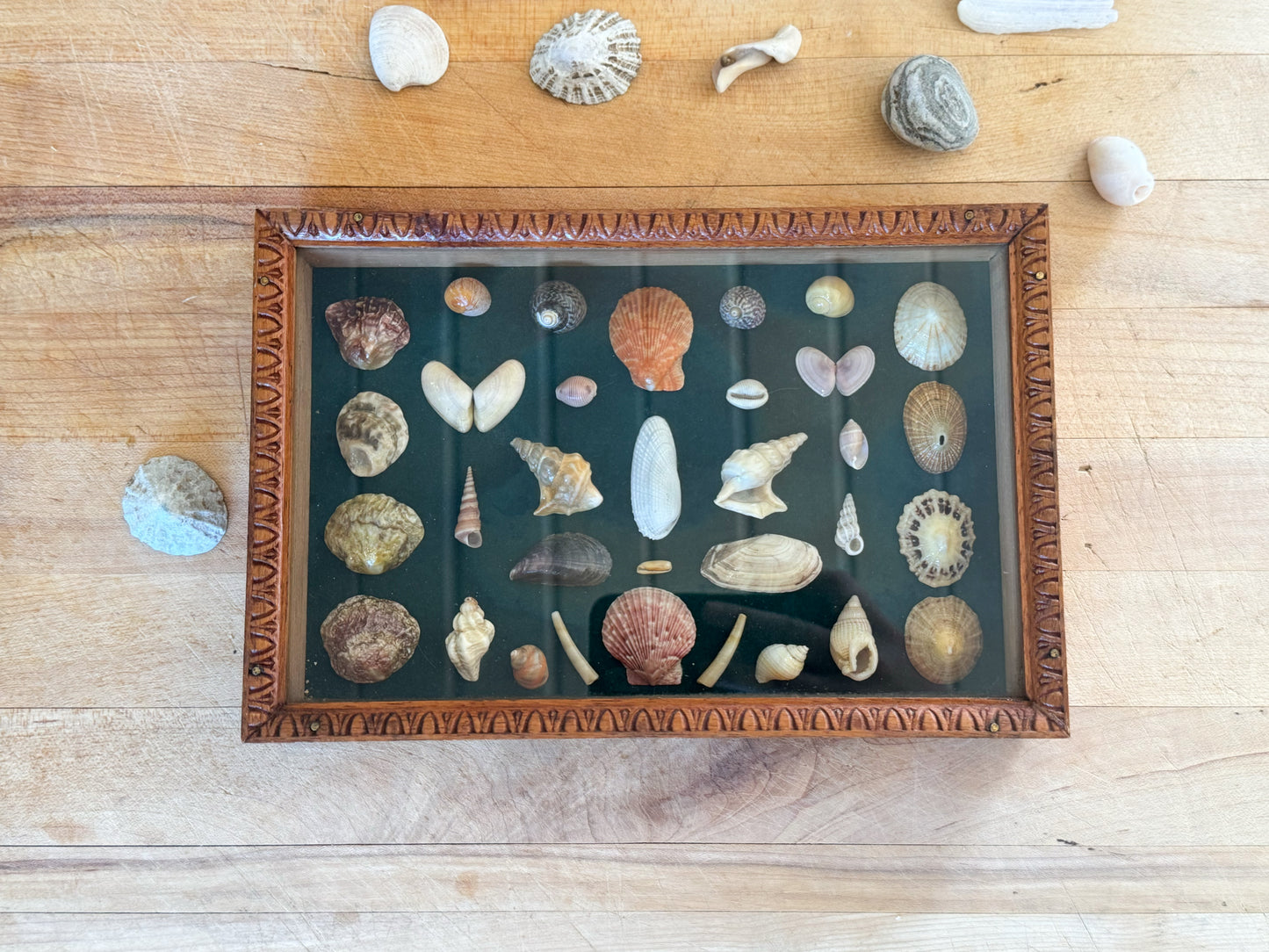 Vintage Welsh Shell Collection in Handmade Frame, With Illustrated Catalogue, Cardigan Bay