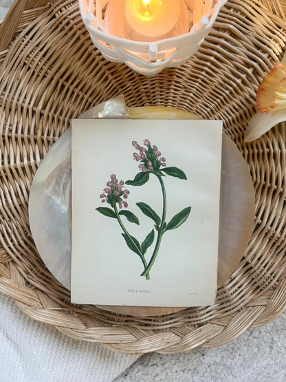 Antique Botanical Wild Flower Prints