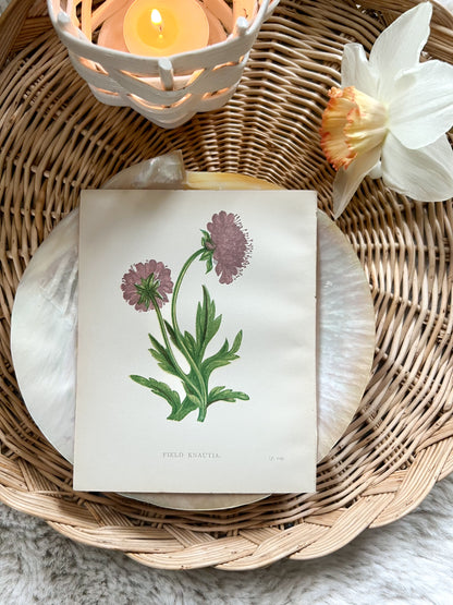 Antique Botanical Wild Flower Prints