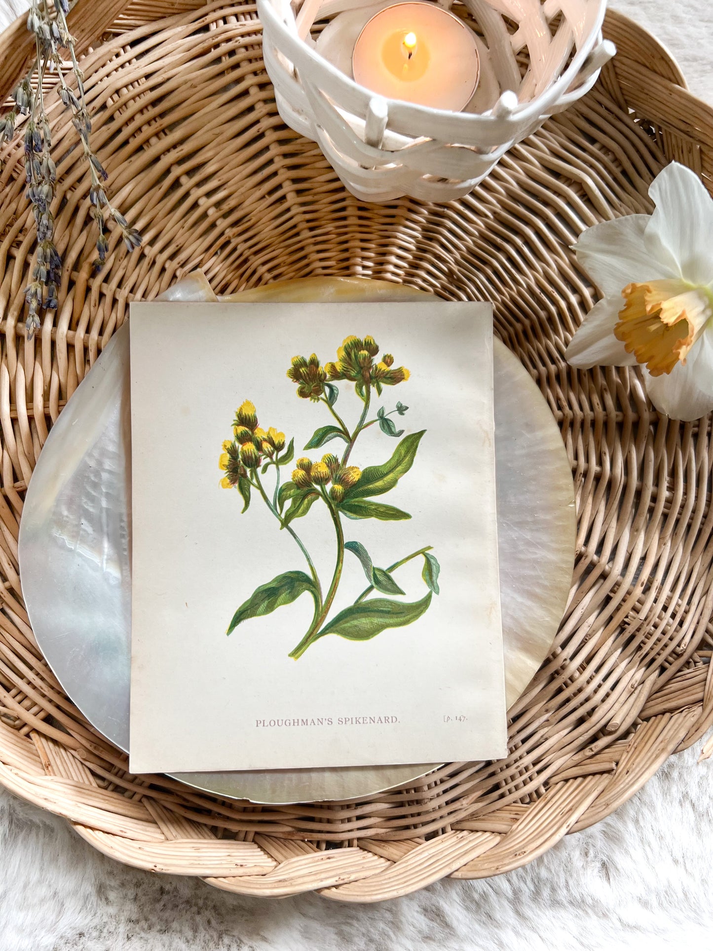 Antique Botanical Wild Flower Prints