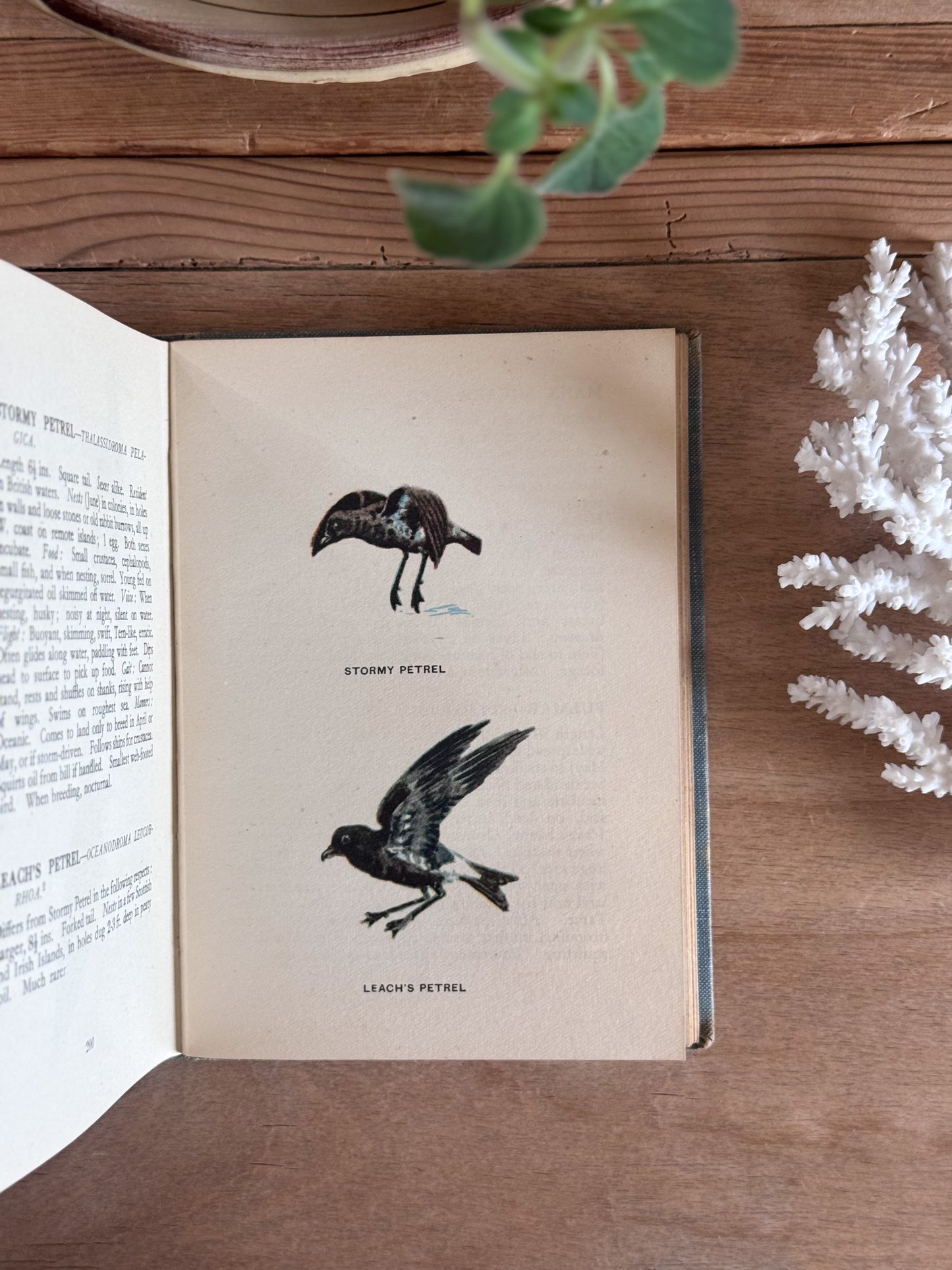 A Bird Book for the Pocket - Edmund Sandars, 1945