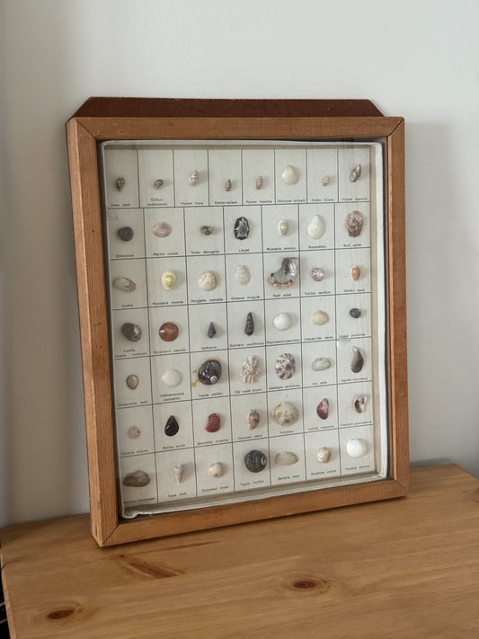 Vintage Shell Gallery - Sea Shell Collection in Wooden Frame
