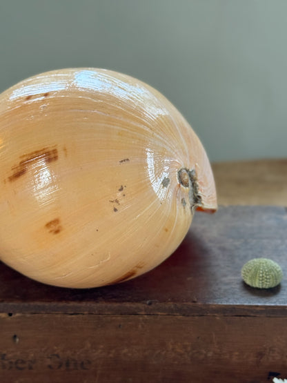 Large Peach Coloured Melo Amphora (Melon Shell) - Natural Specimen
