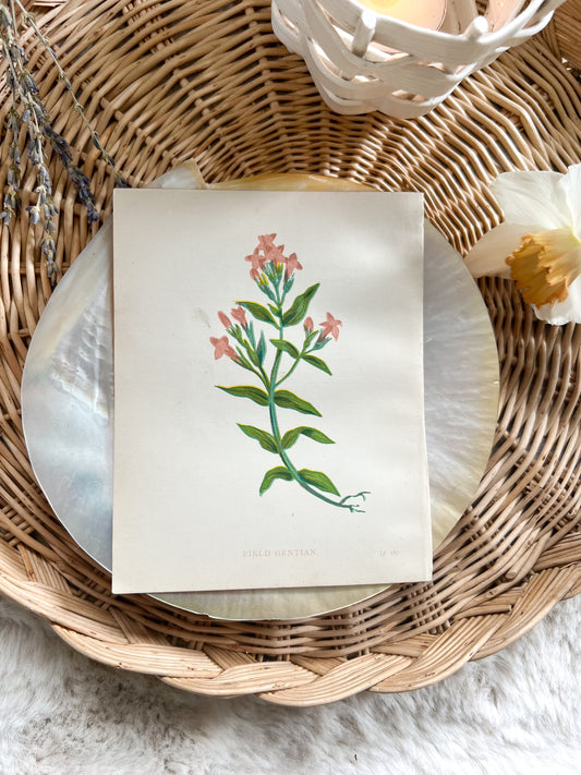 Antique Botanical Wild Flower Prints