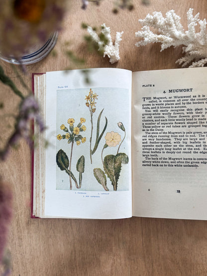 Flowers by Janet Harvey Kelman, The Shown Series (c. 1910s–1920s)