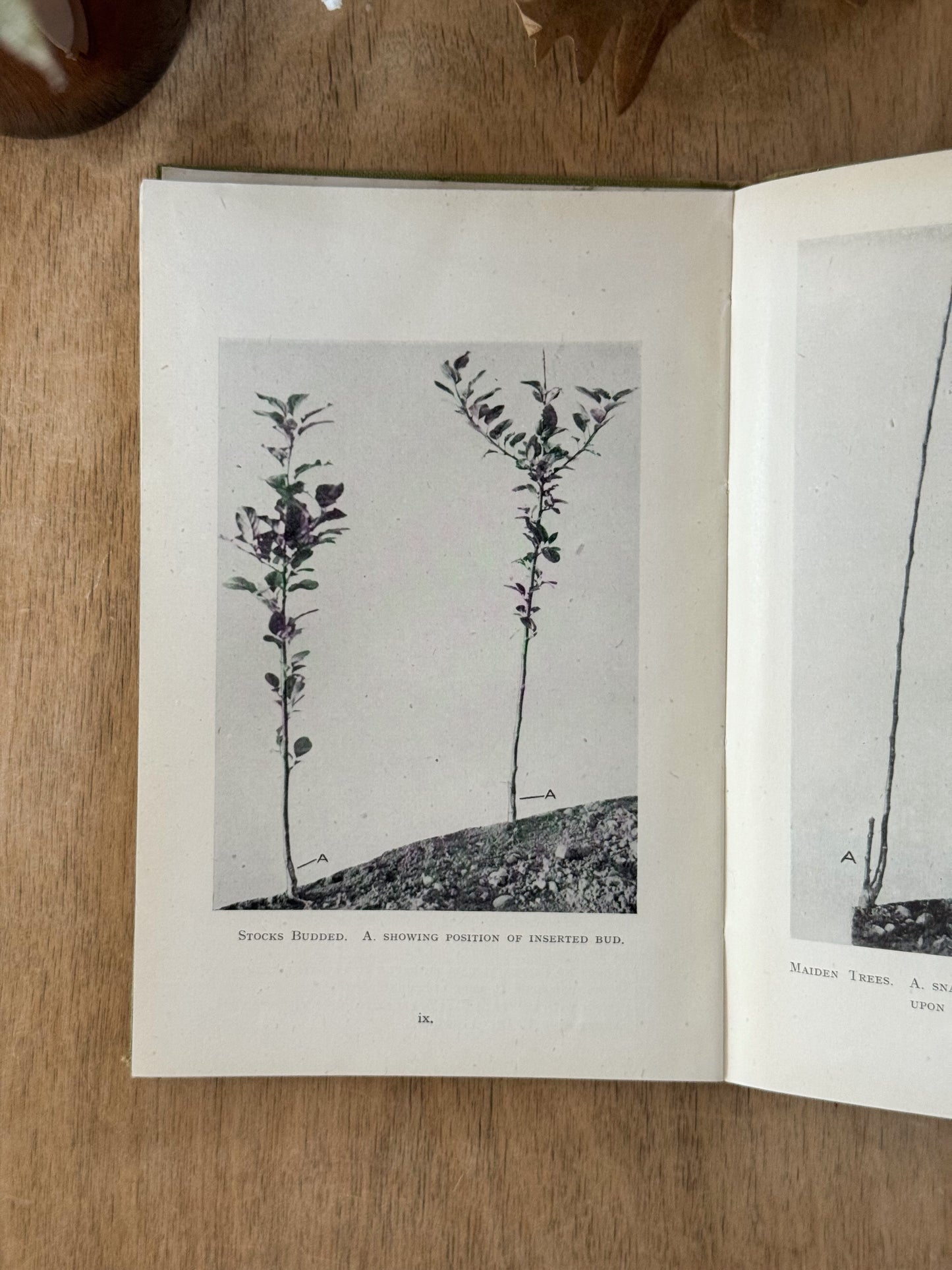 Cordon Culture of Apples, H. Patience, F.R.H.S. - 1940s