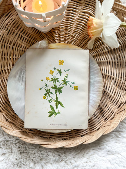 Antique Botanical Wild Flower Prints