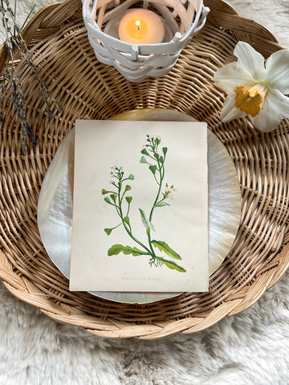 Antique Botanical Wild Flower Prints