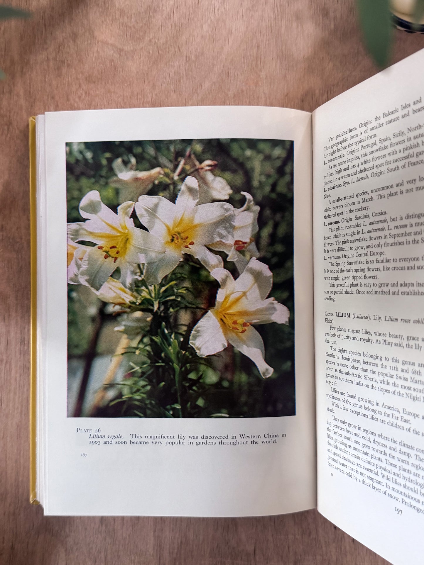 The Bulb Book, Paul Schauenberg, 1965