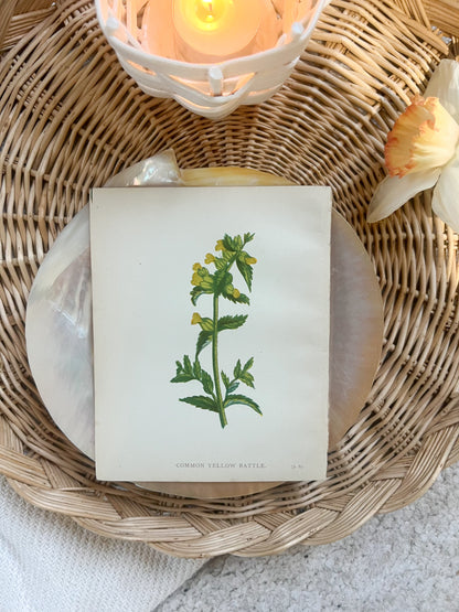 Antique Botanical Wild Flower Prints