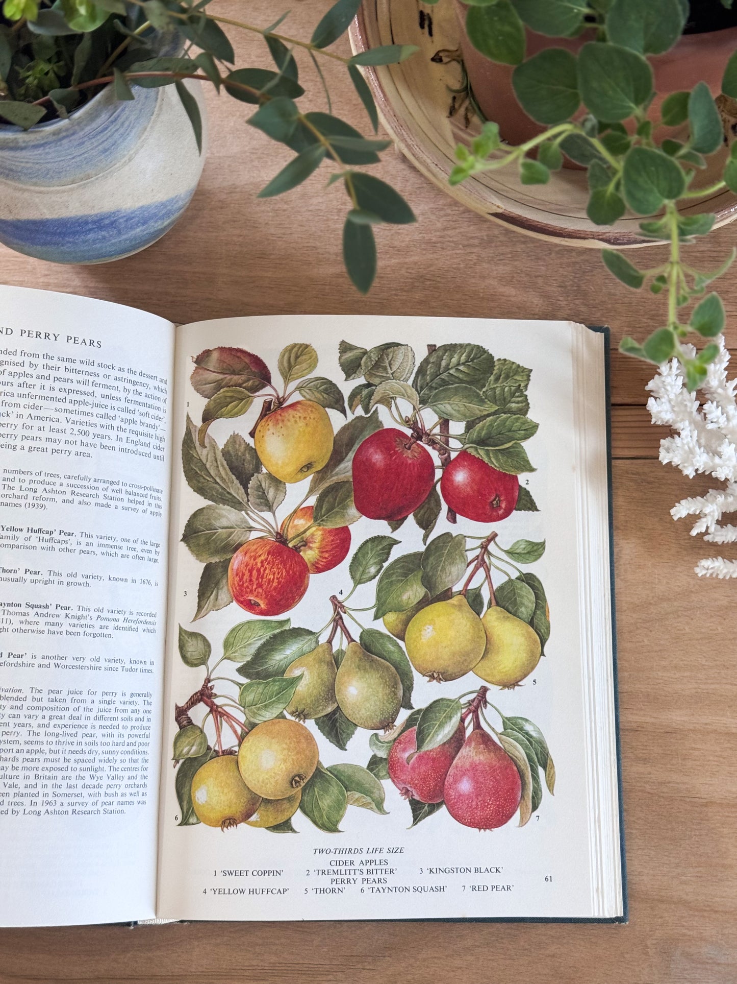 The Illustrated Book of Food Plants - S.G Harrison, Peerage Books, 1985