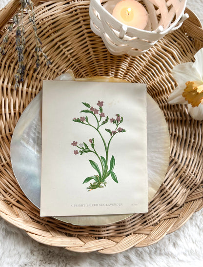 Antique Botanical Wild Flower Prints