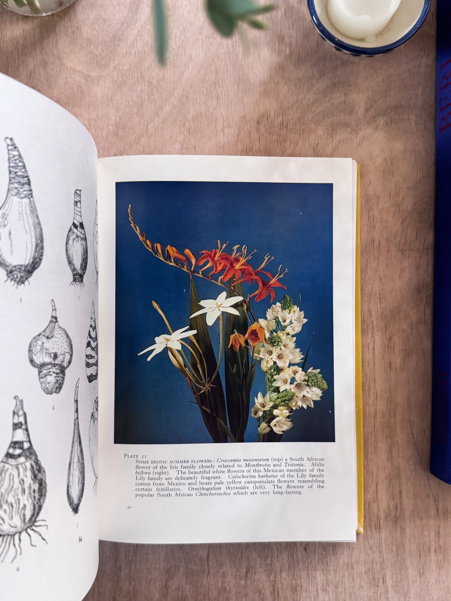 The Bulb Book, Paul Schauenberg, 1965