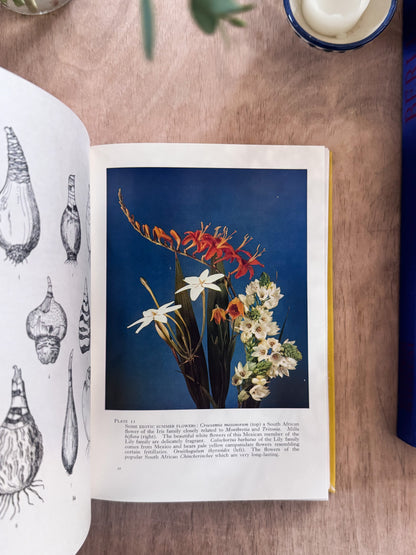 The Bulb Book, Paul Schauenberg, 1965