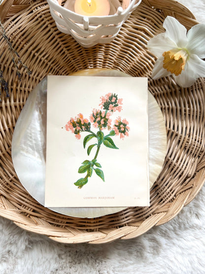 Antique Botanical Wild Flower Prints