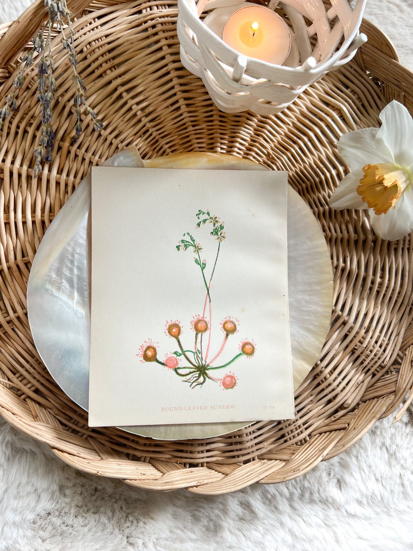 Antique Botanical Wild Flower Prints