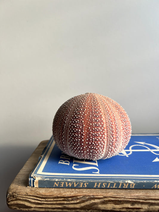 Red Sea Urchin Shell (Echinus Test)