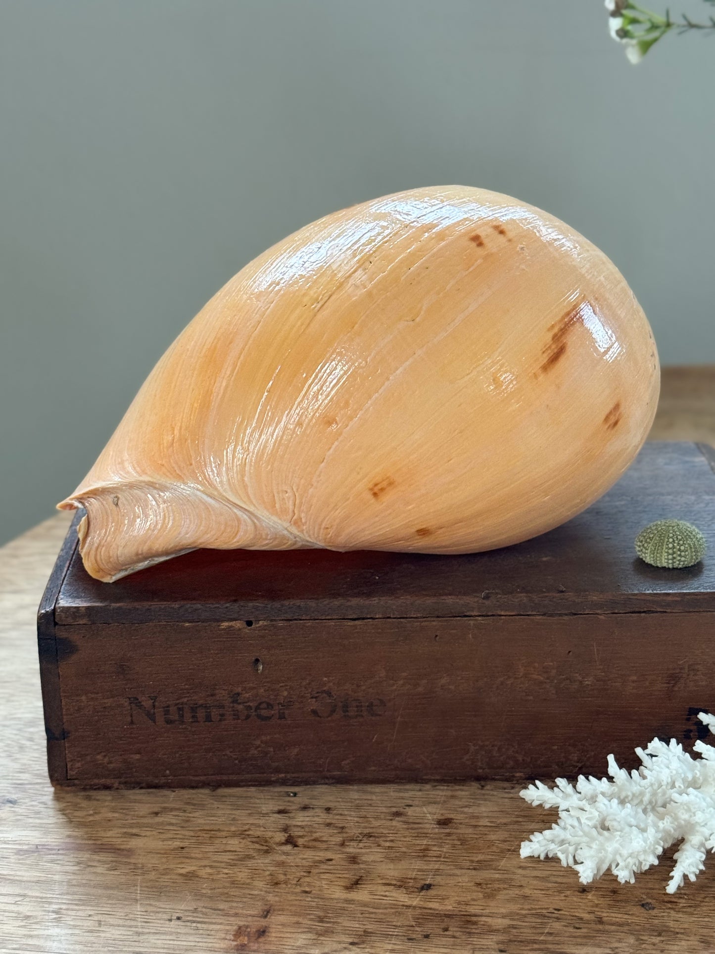 Large Peach Coloured Melo Amphora (Melon Shell) - Natural Specimen