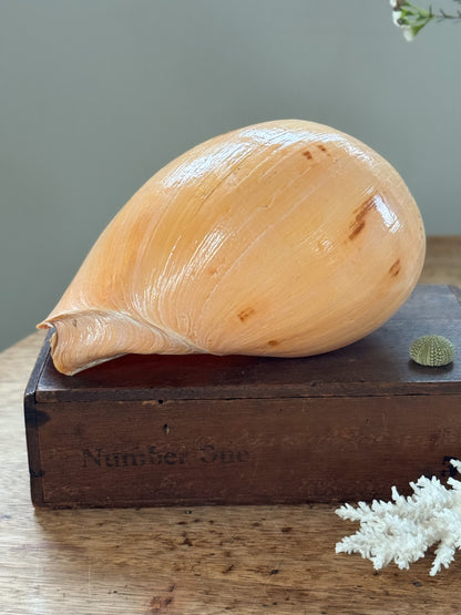 Large Peach Coloured Melo Amphora (Melon Shell) - Natural Specimen