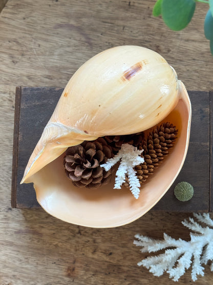 Large Peach Coloured Melo Amphora (Melon Shell) - Natural Specimen