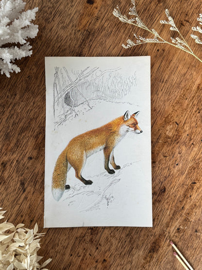 Vintage Animal Book Prints (Multiple Options)