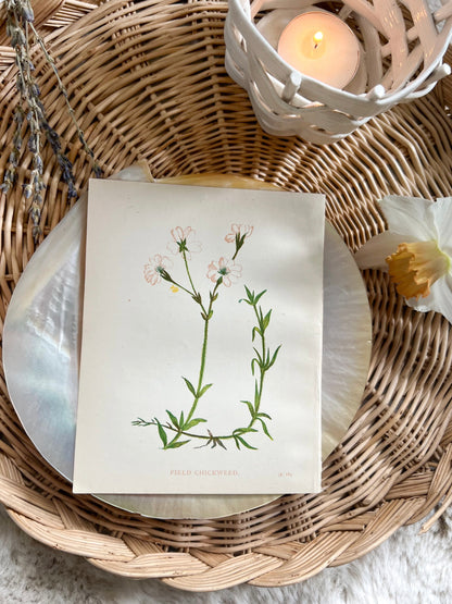 Antique Botanical Wild Flower Prints