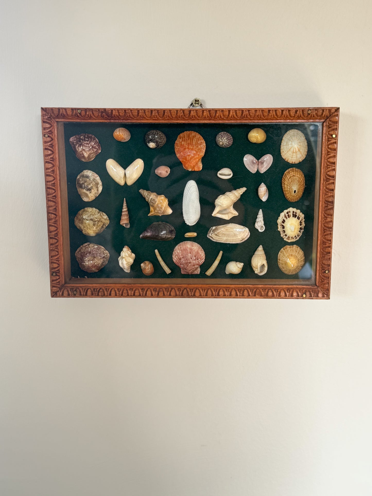 Vintage Welsh Shell Collection in Handmade Frame, With Illustrated Catalogue, Cardigan Bay
