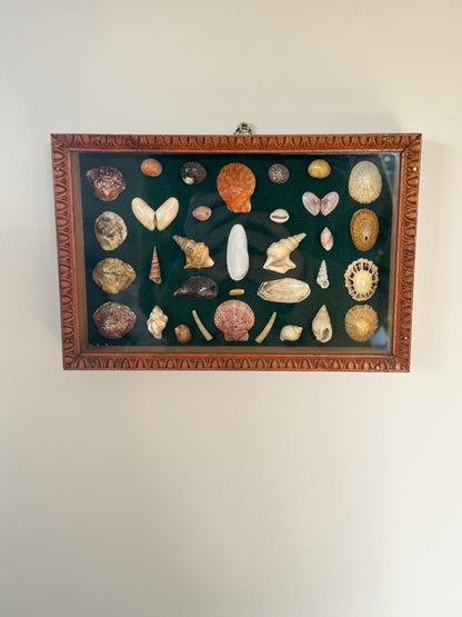Vintage Welsh Shell Collection in Handmade Frame, With Illustrated Catalogue, Cardigan Bay